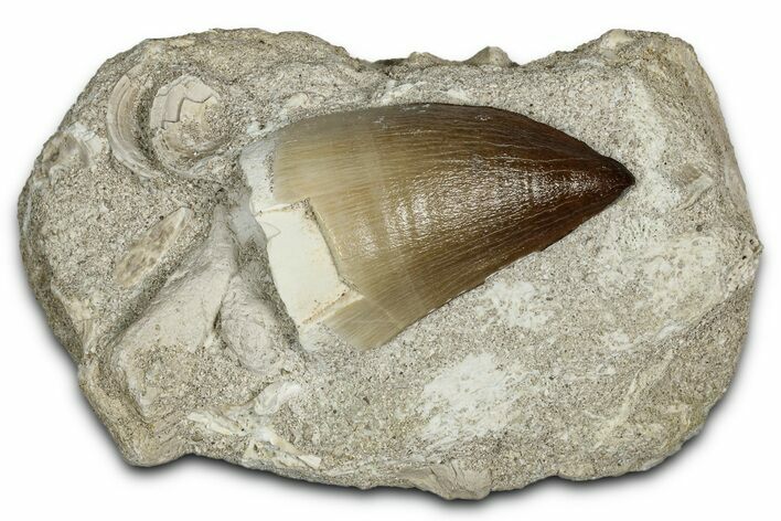 Fossil Mosasaur (Thalassotitan) Tooth in Rock - Morocco #336366